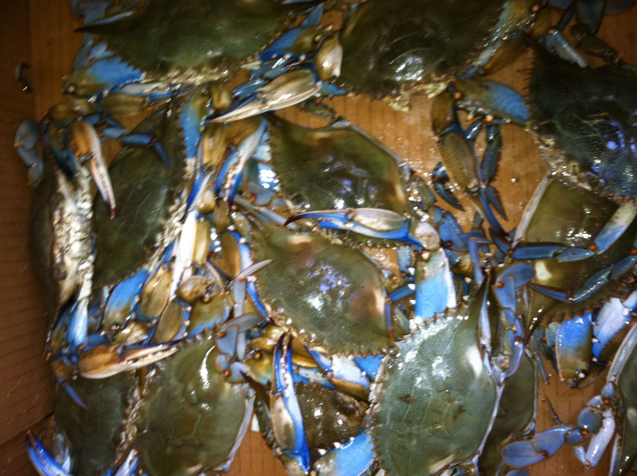 Fresh out the waters of Louisiana 's Gulf Coast, Live Blue Crabs For